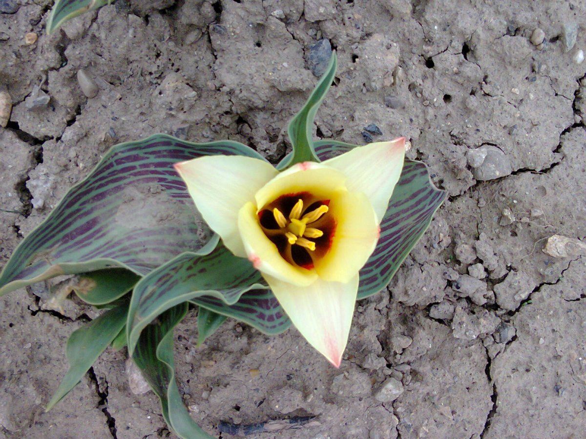 Тюльпан садовый - фото 5