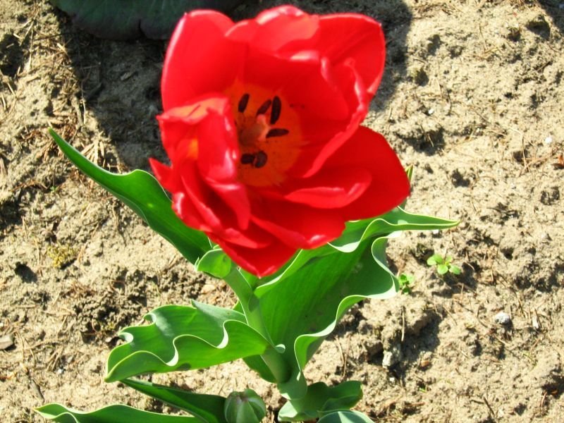 Тюльпан садовый - фото 11