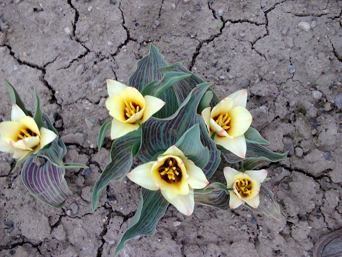 Тюльпан садовый - фото 4