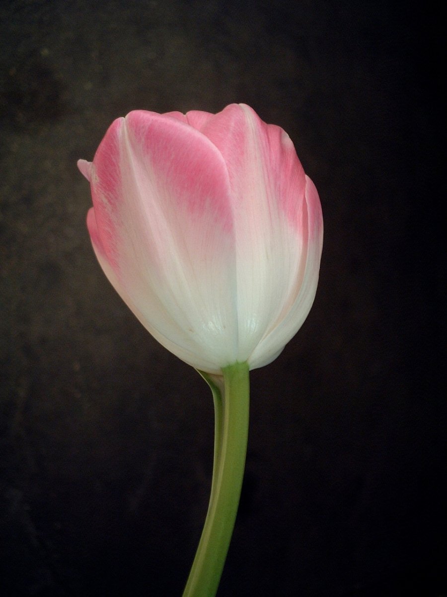 Тюльпан садовый - фото 9