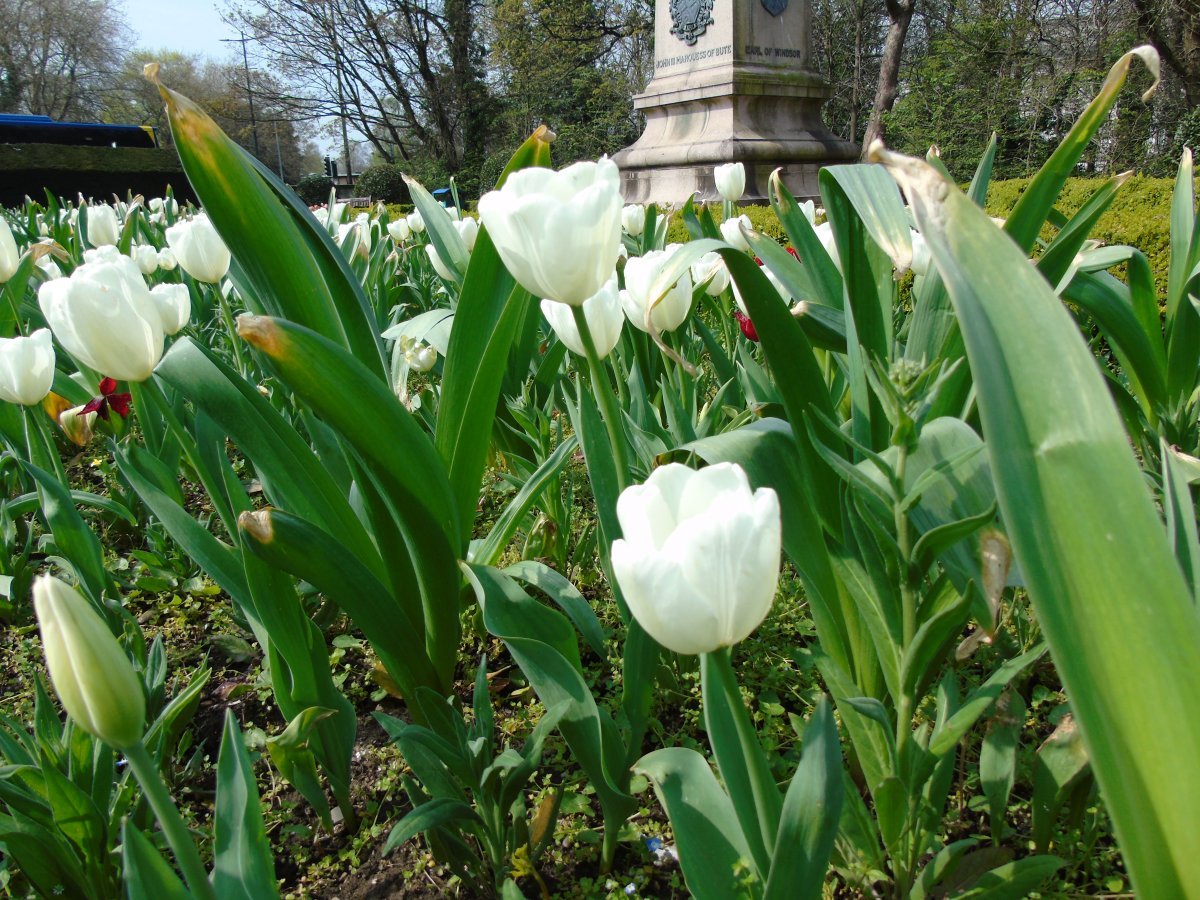 Тюльпан садовый - фото 8