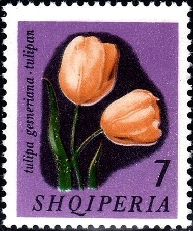 Тюльпан садовый - фото 6