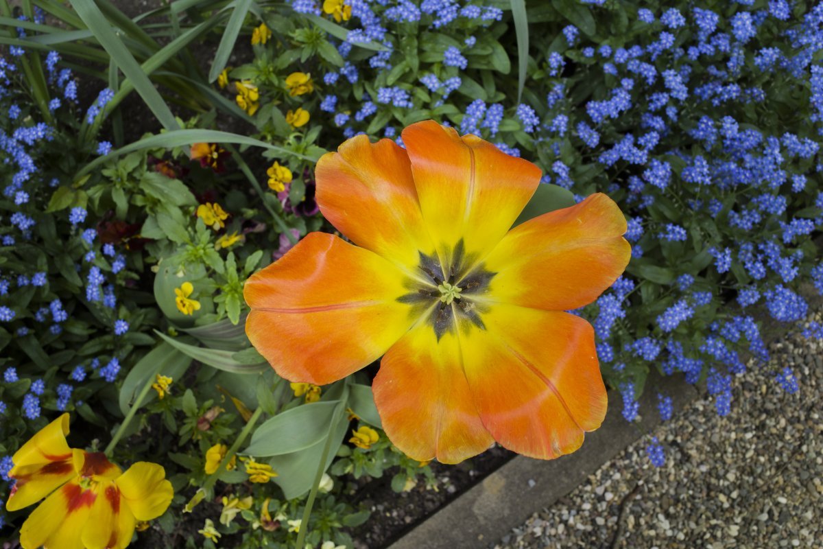 Тюльпан садовый