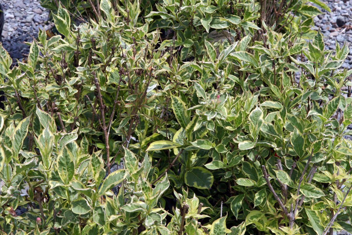 Вейгела Нана Вариегата