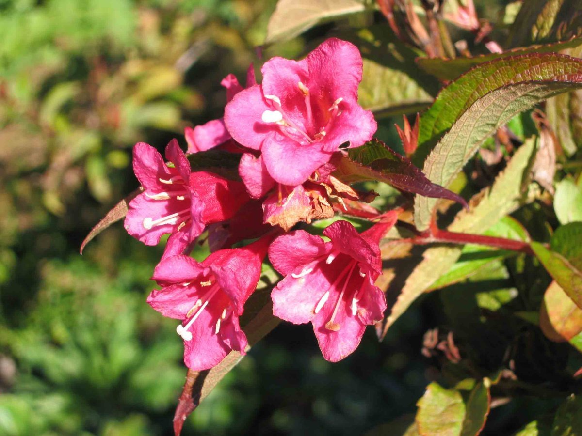 Вейгела Ред Принц. - фото 4