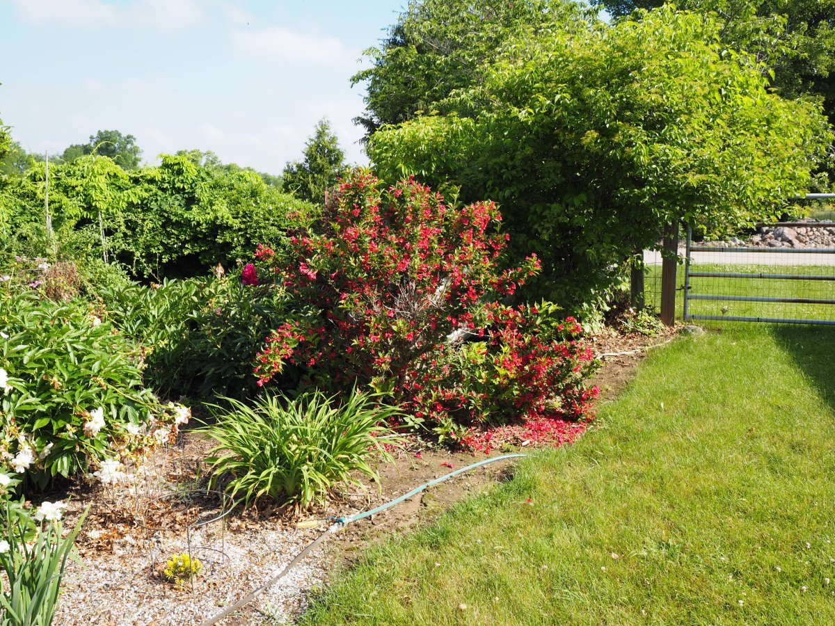 Вейгела Ред Принц. - фото 3