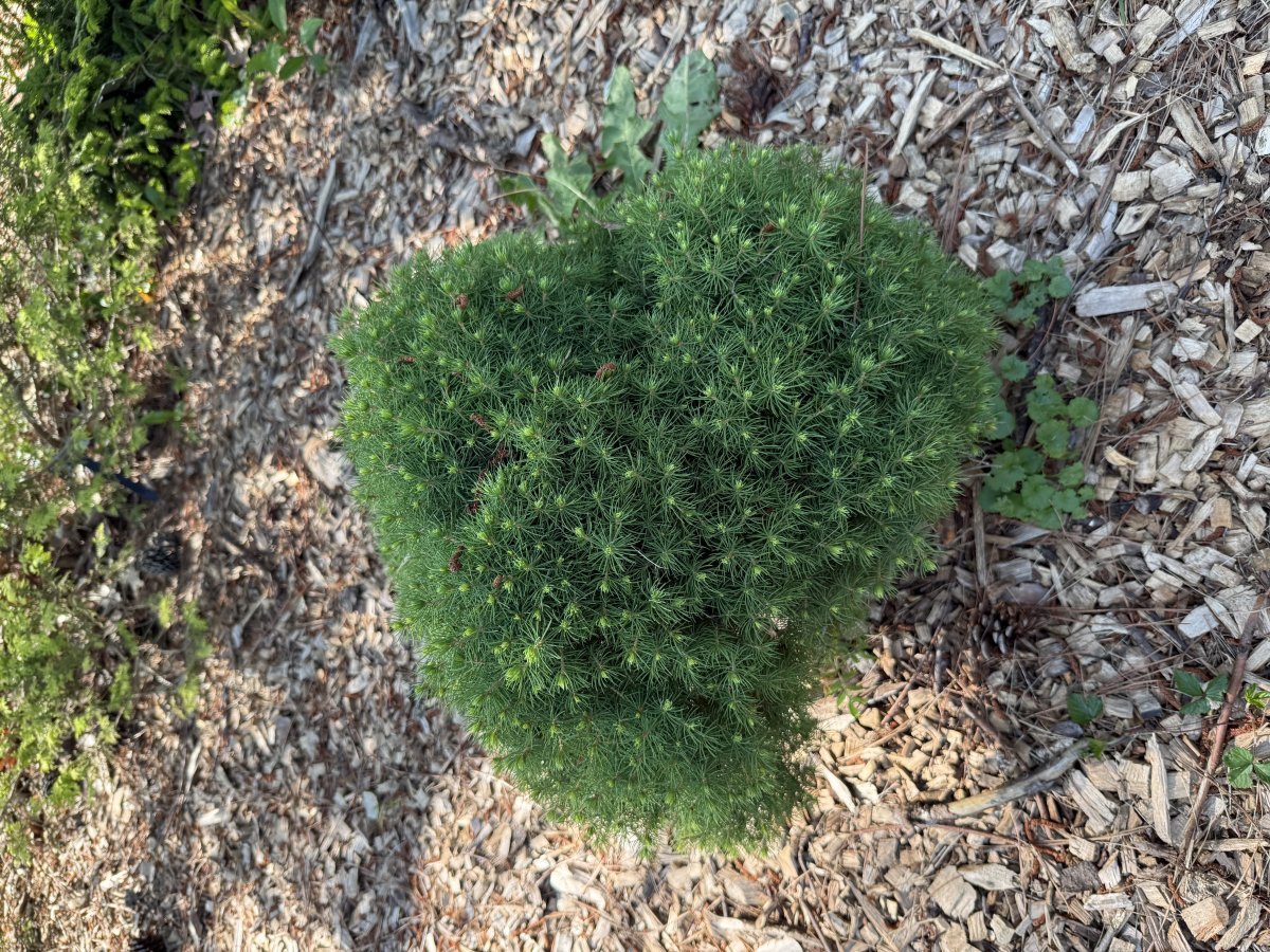 Ель канадская Дейзи Уайт