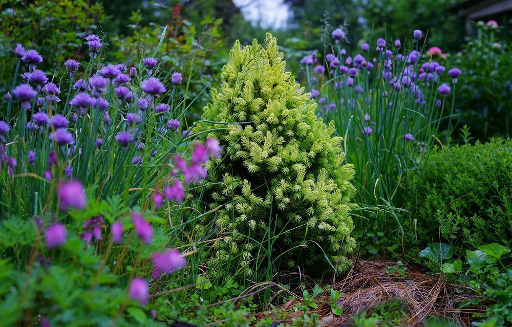 Ель канадская Дейзи Уайт - фото 3