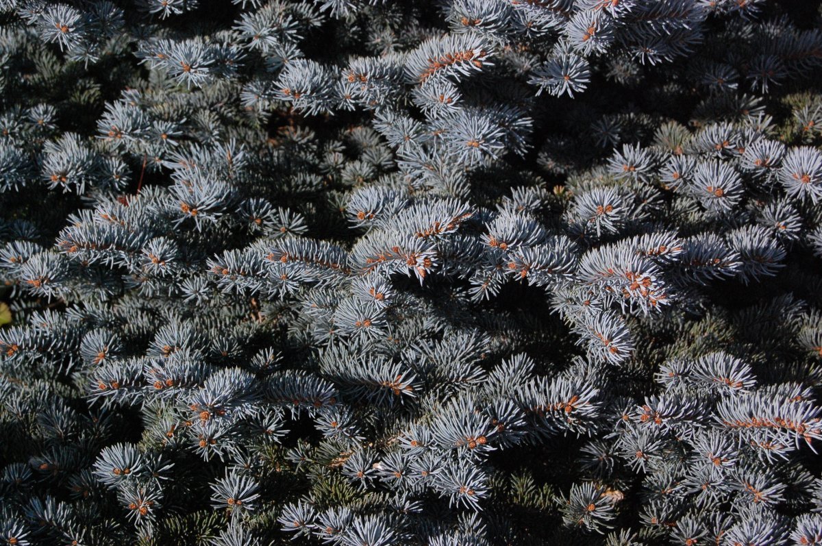 Ель колючая Глаука голубая - фото 7