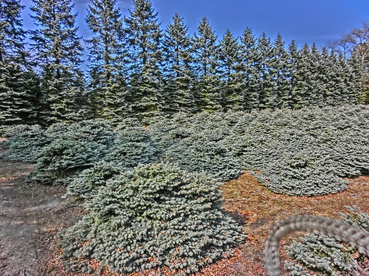 Ель колючая Глаука голубая - фото 5