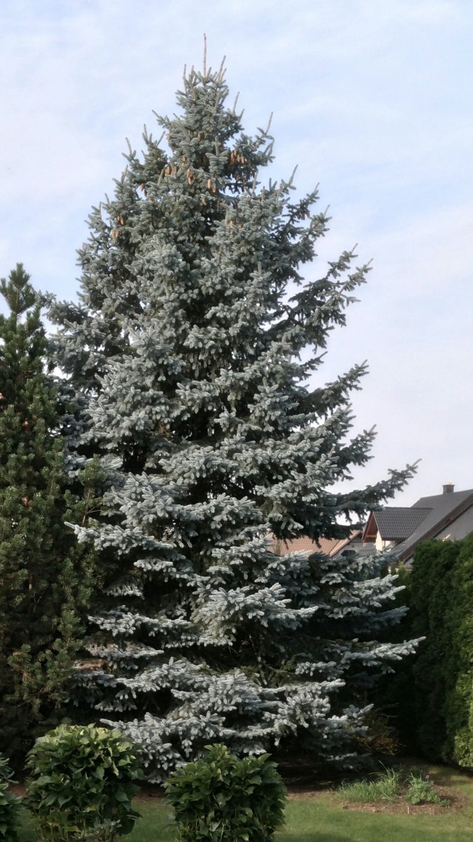 Ель колючая Глаука голубая - фото 9