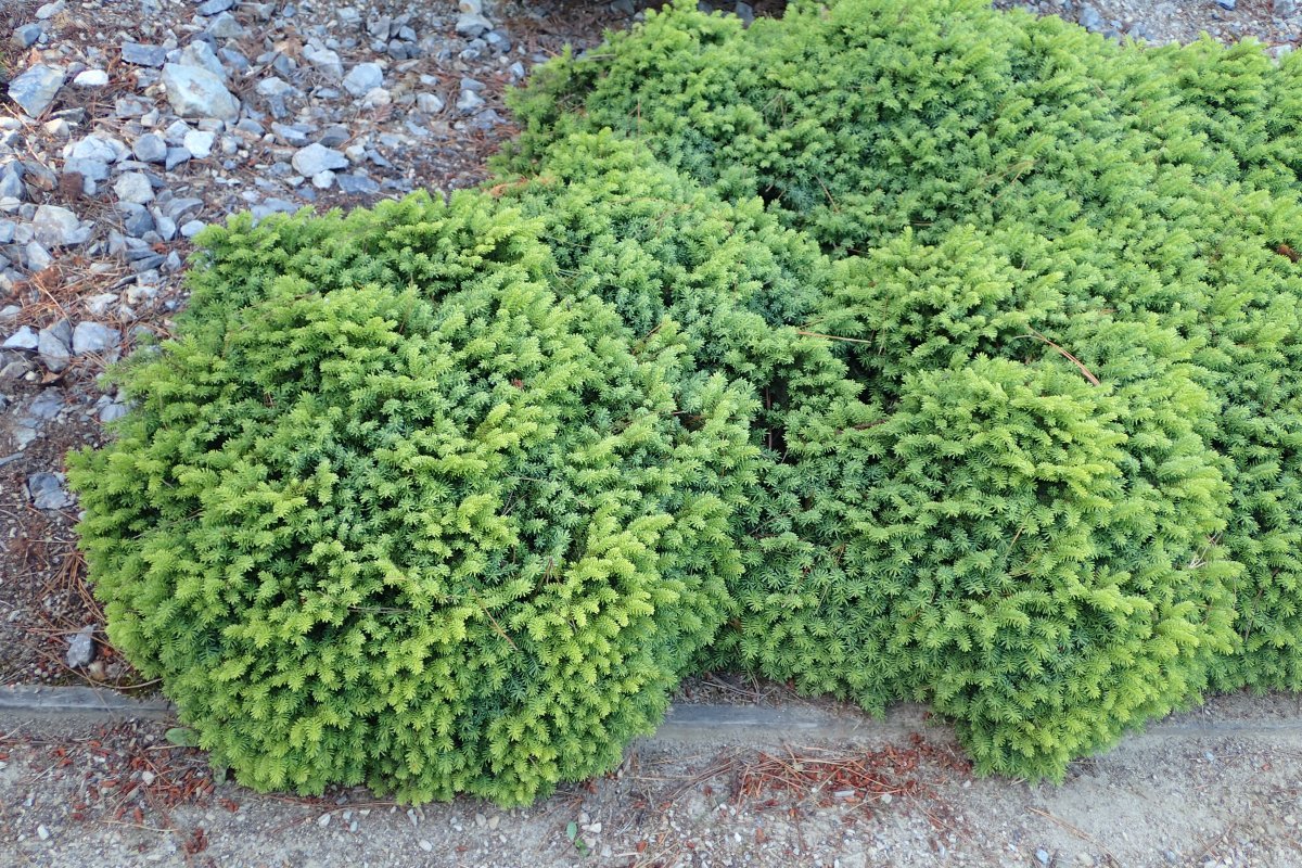 Ель обыкновенная Литл Джем - фото 3