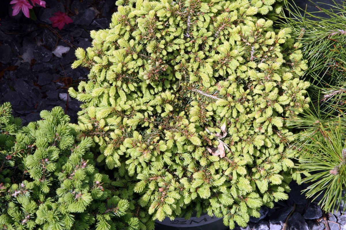 Ель обыкновенная Литл Джем - фото 8