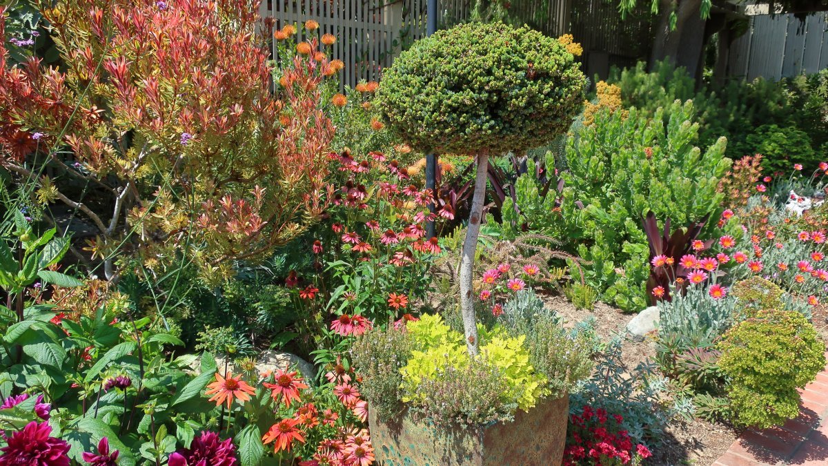 Ель обыкновенная Литл Джем