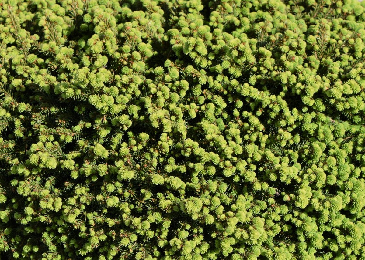 Ель обыкновенная Литл Джем - фото 5