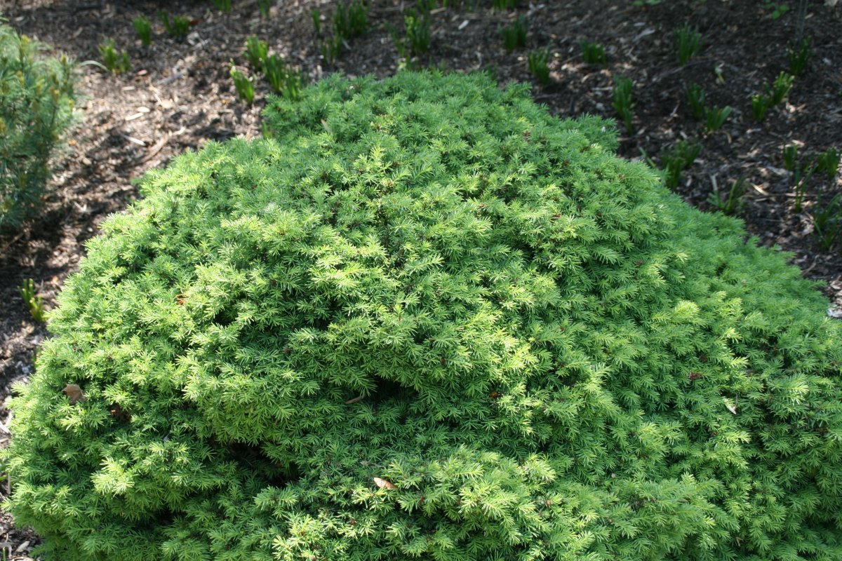 Ель обыкновенная Литл Джем - фото 7