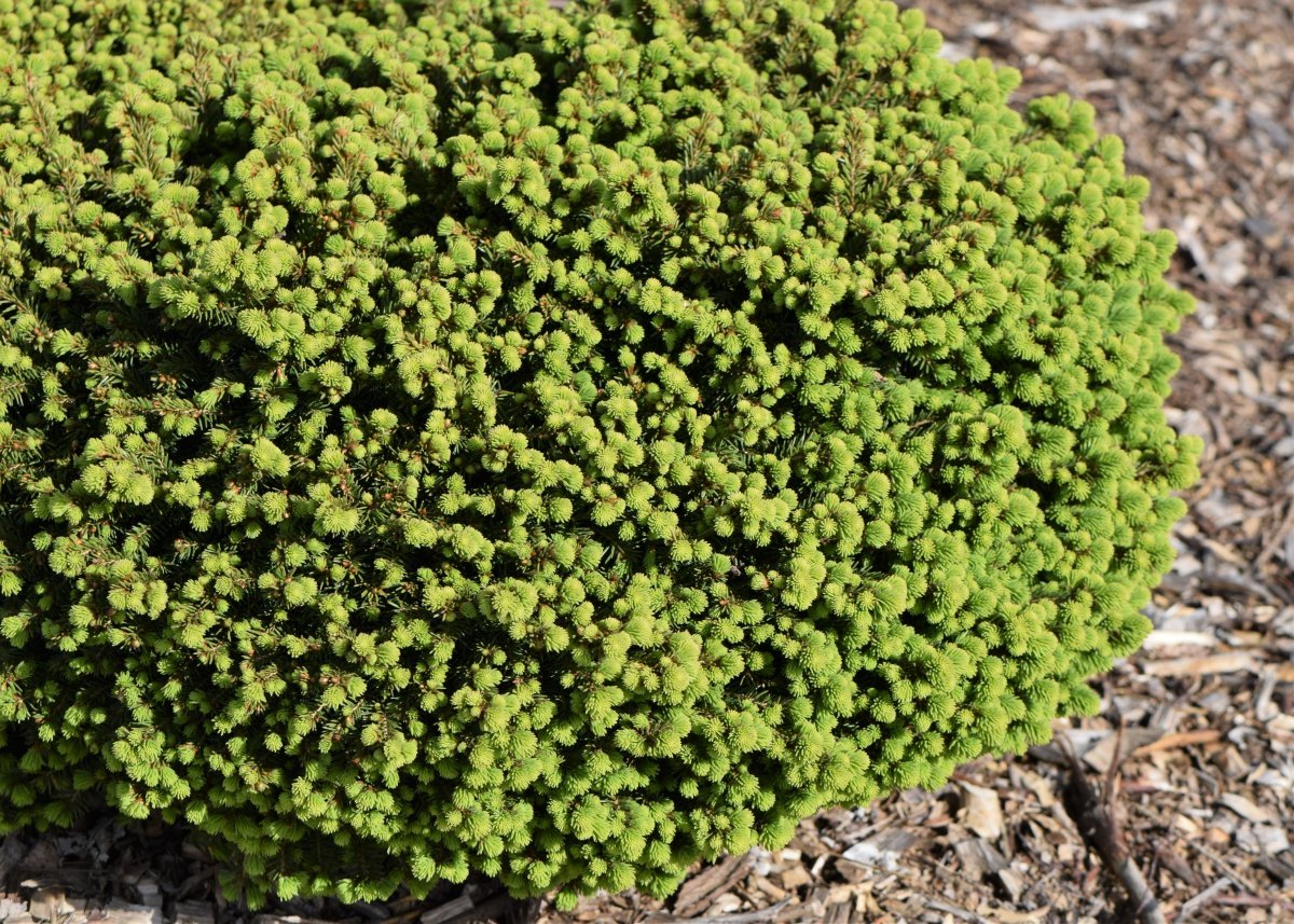 Ель обыкновенная Литл Джем - фото 6