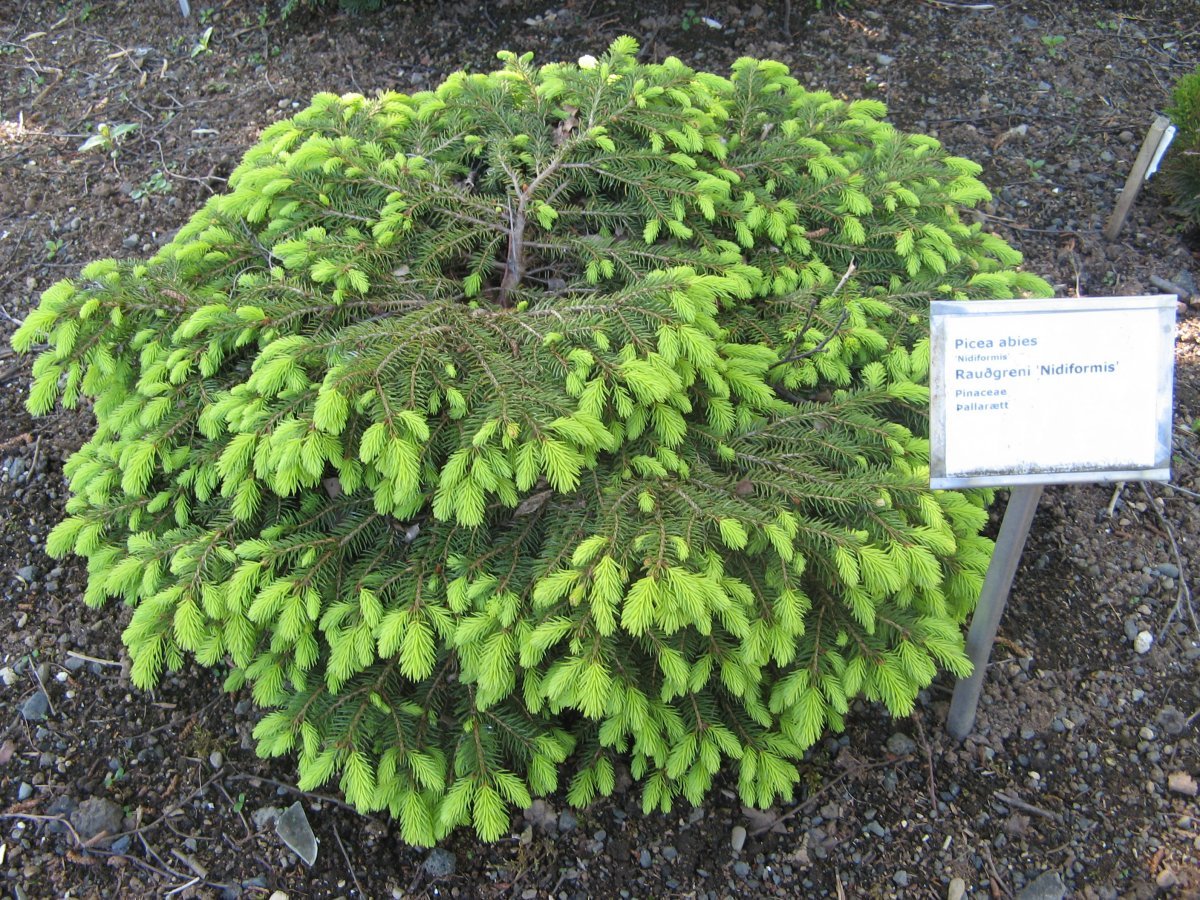 Ель Нидиформис обыкновенная - фото 8