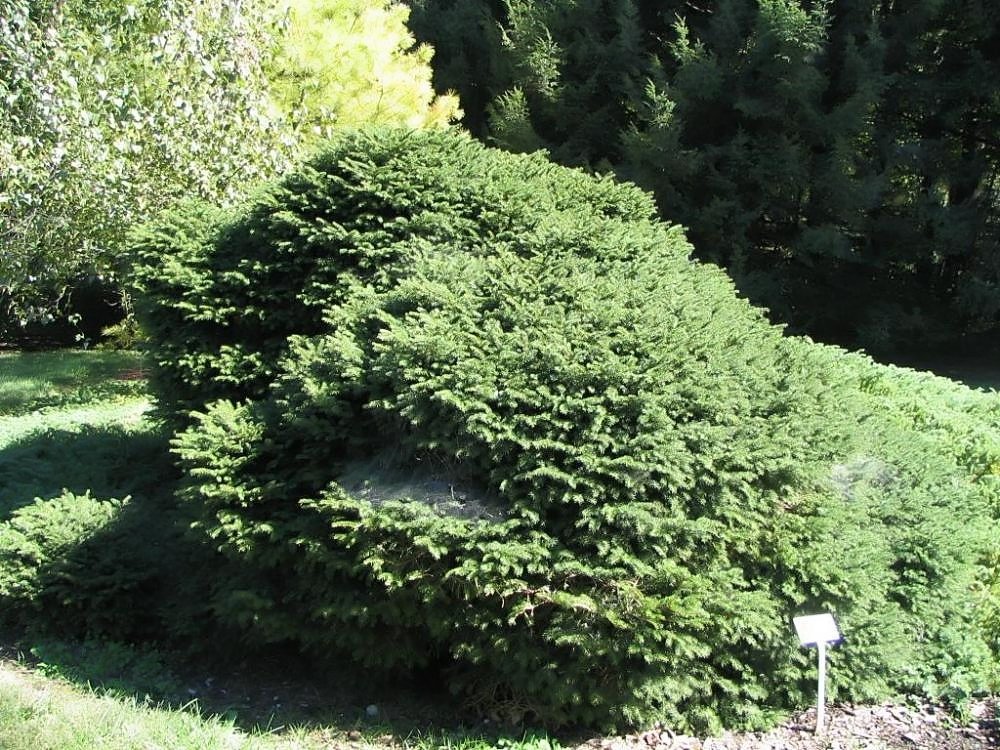 Ель Нидиформис обыкновенная - фото 5