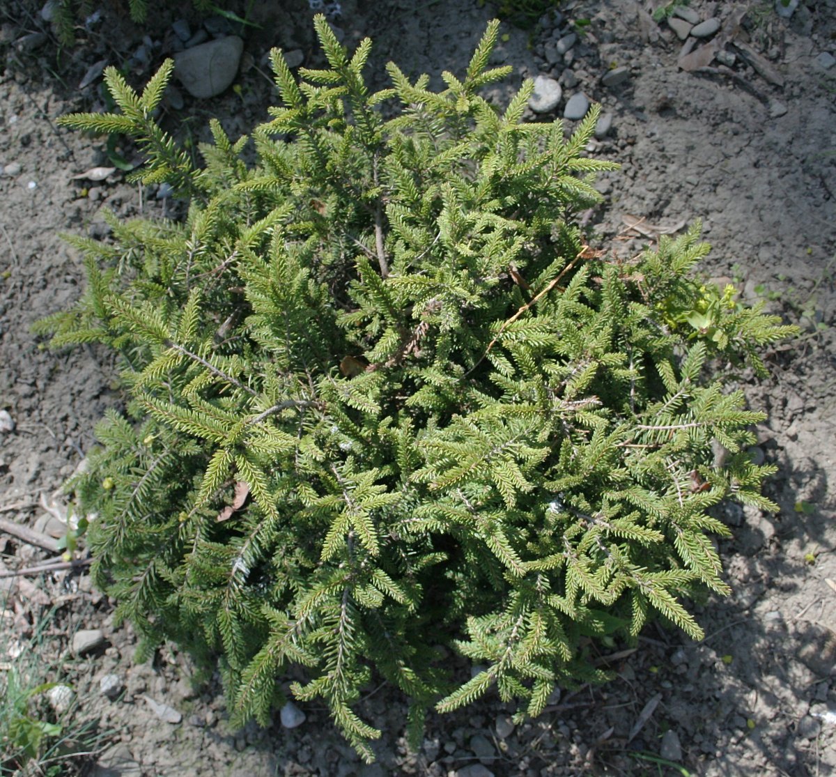 Ель Нидиформис обыкновенная - фото 10