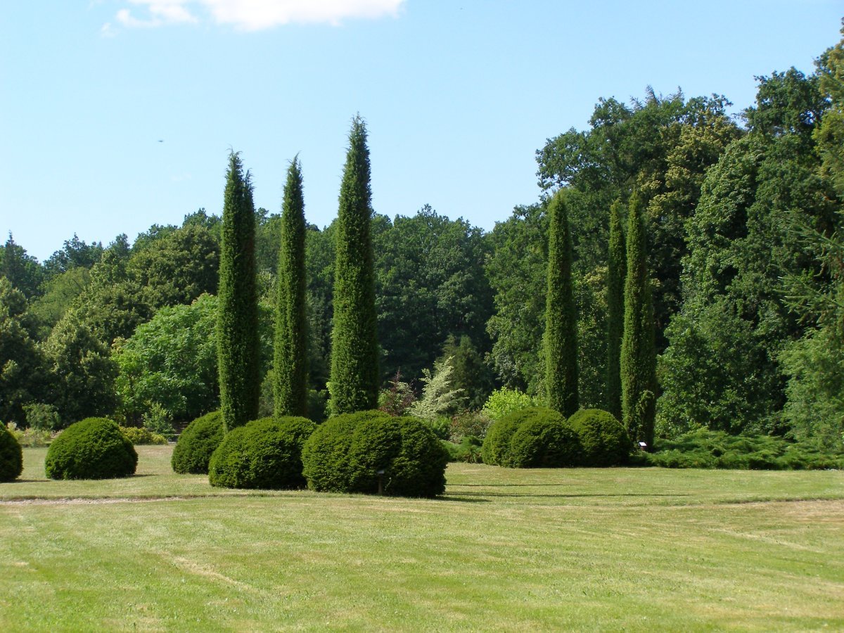 Ель Нидиформис обыкновенная - фото 9