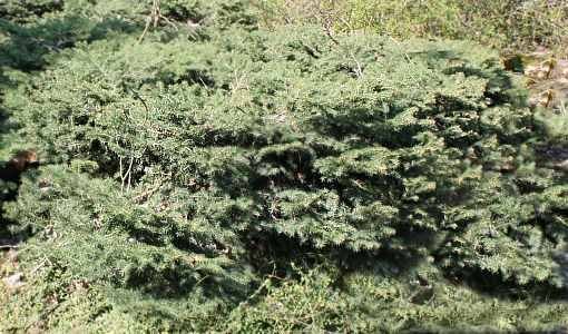 Ель Нидиформис обыкновенная - фото 4