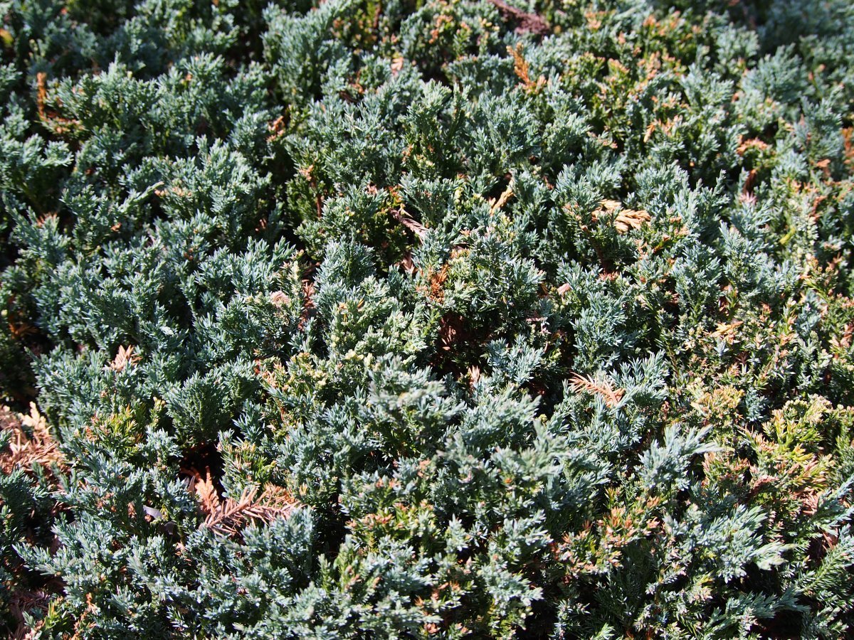 Можжевельник горизонтальный Блю Чип - фото 2