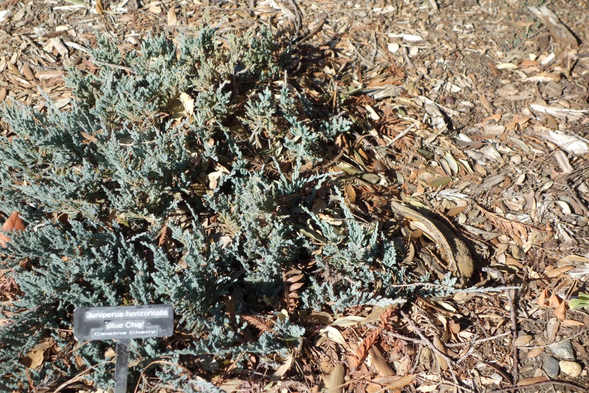 Можжевельник горизонтальный Блю Чип