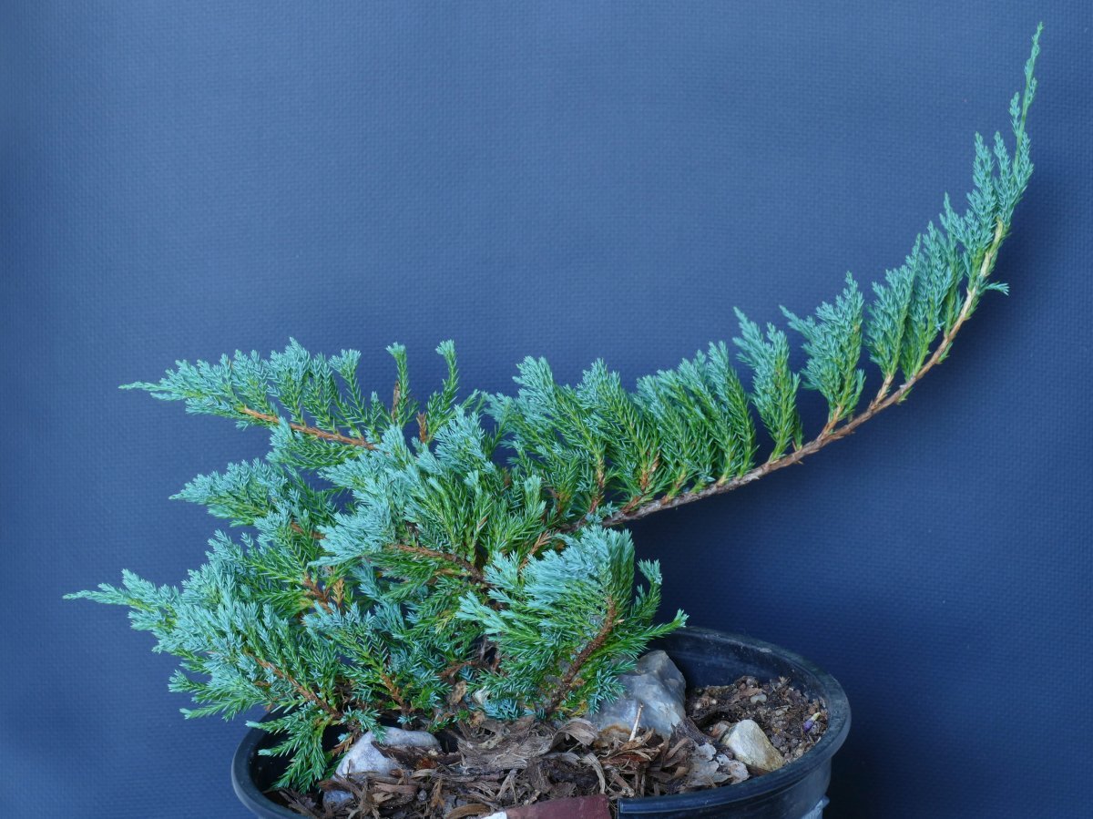 Можжевельник горизонтальный Блю Чип - фото 5