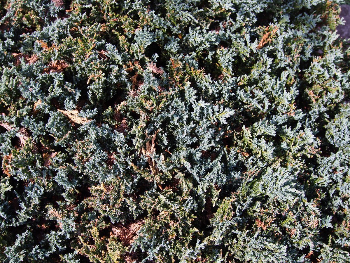 Можжевельник горизонтальный Блю Чип - фото 3