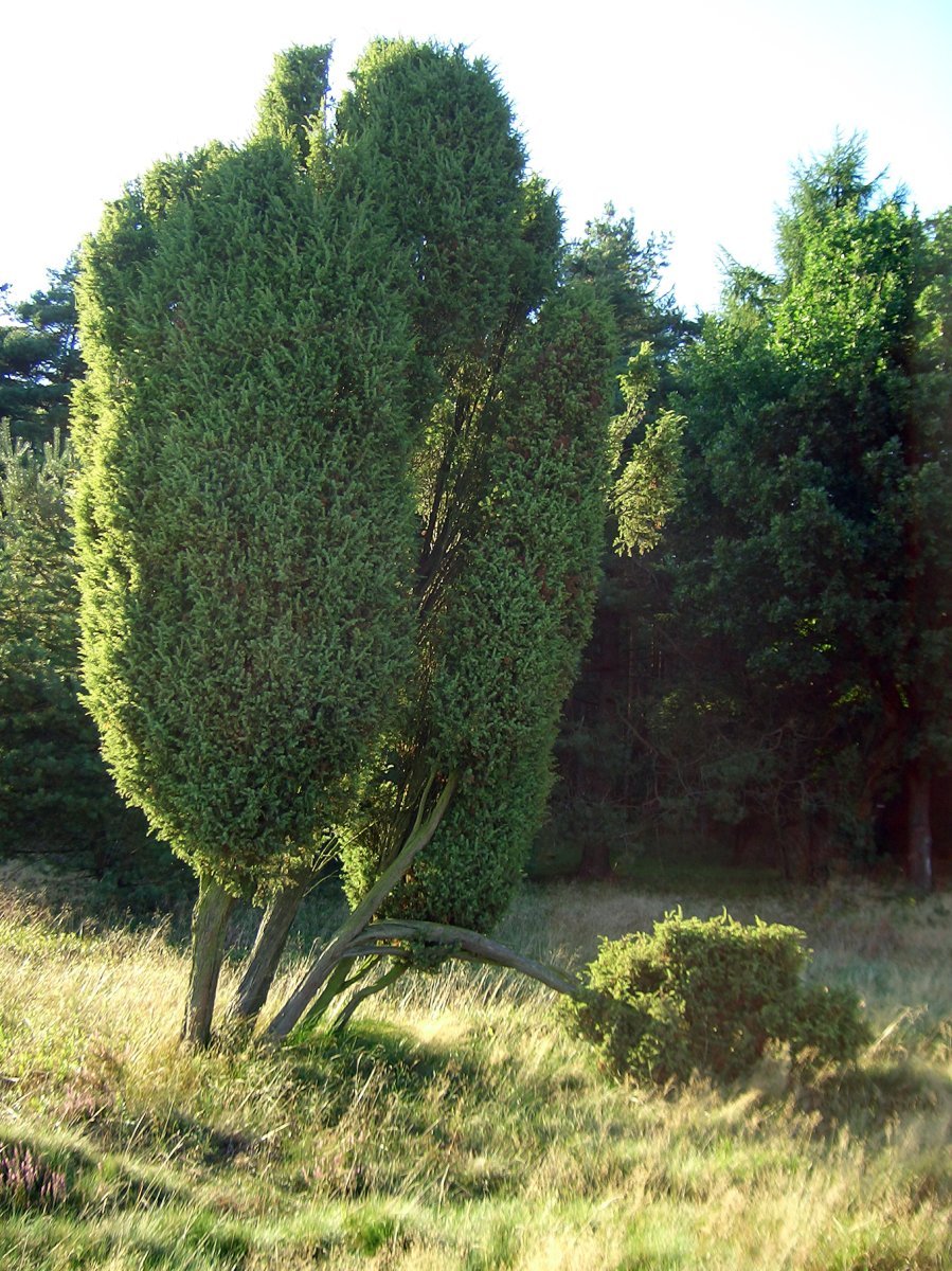 Можжевельник обыкновенный Депресса Ауреа - фото 4