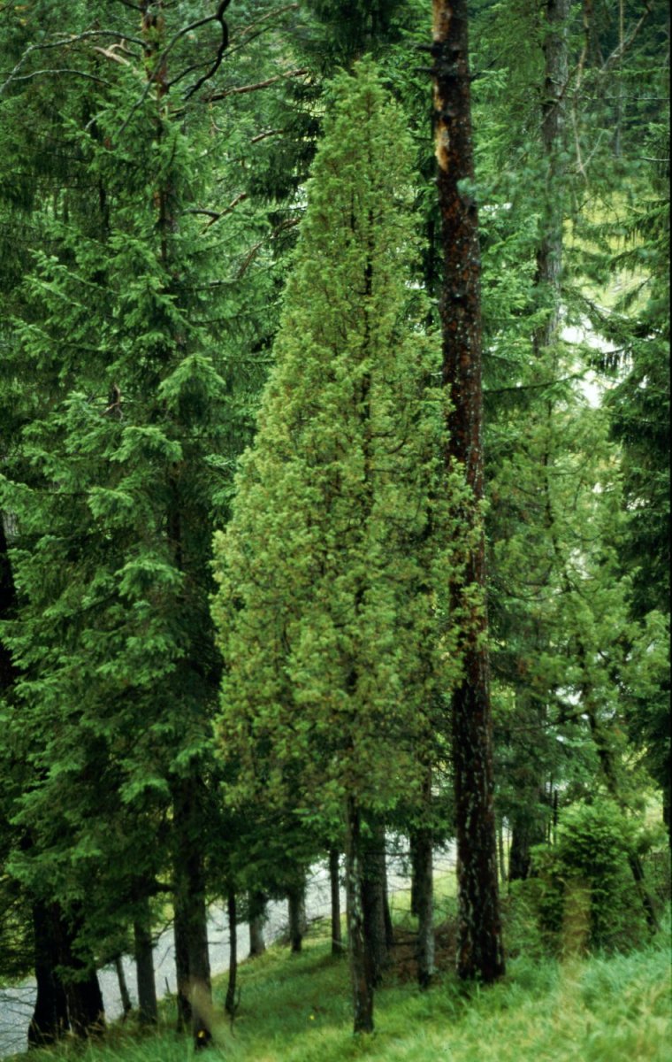 Можжевельник обыкновенный Депресса Ауреа - фото 7