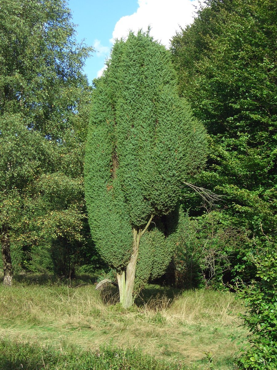 Можжевельник обыкновенный Депресса Ауреа - фото 2