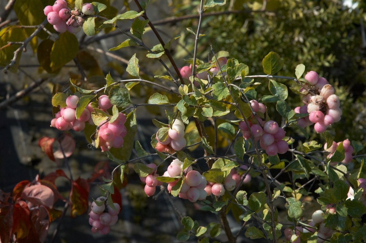 Снежноягодник Мазер оф перл