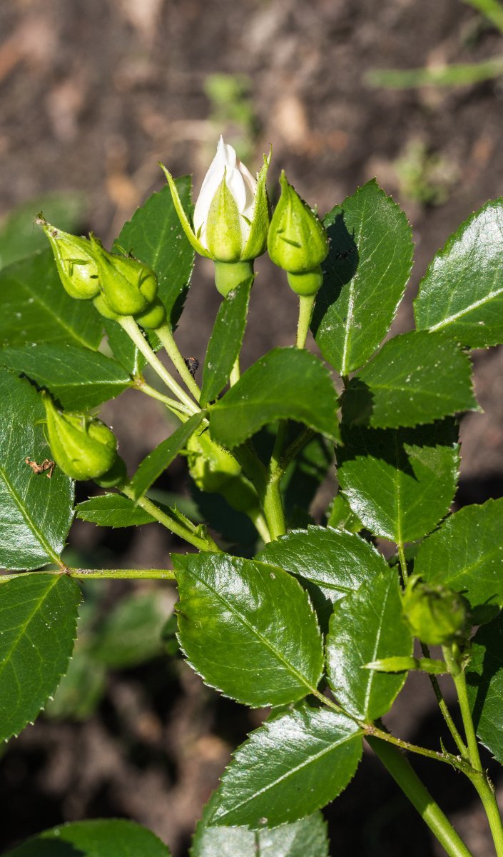 Роза флорибунда Аспирин - фото 8