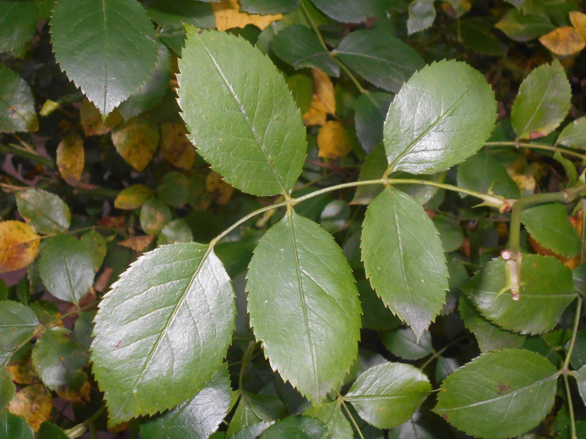 Роза флорибунда Аспирин - фото 10