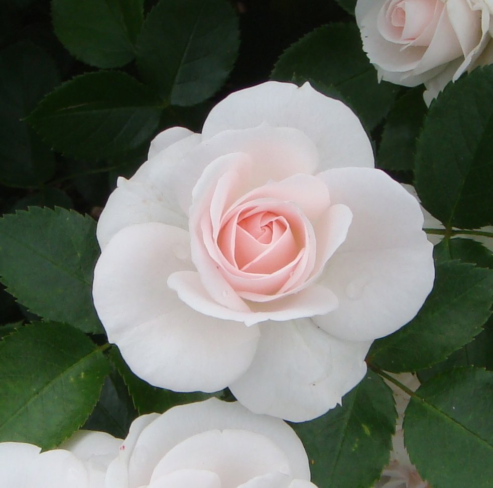 Роза флорибунда Аспирин - фото 3