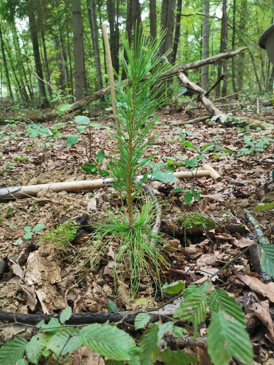 Сосна Гималайская. - фото 4