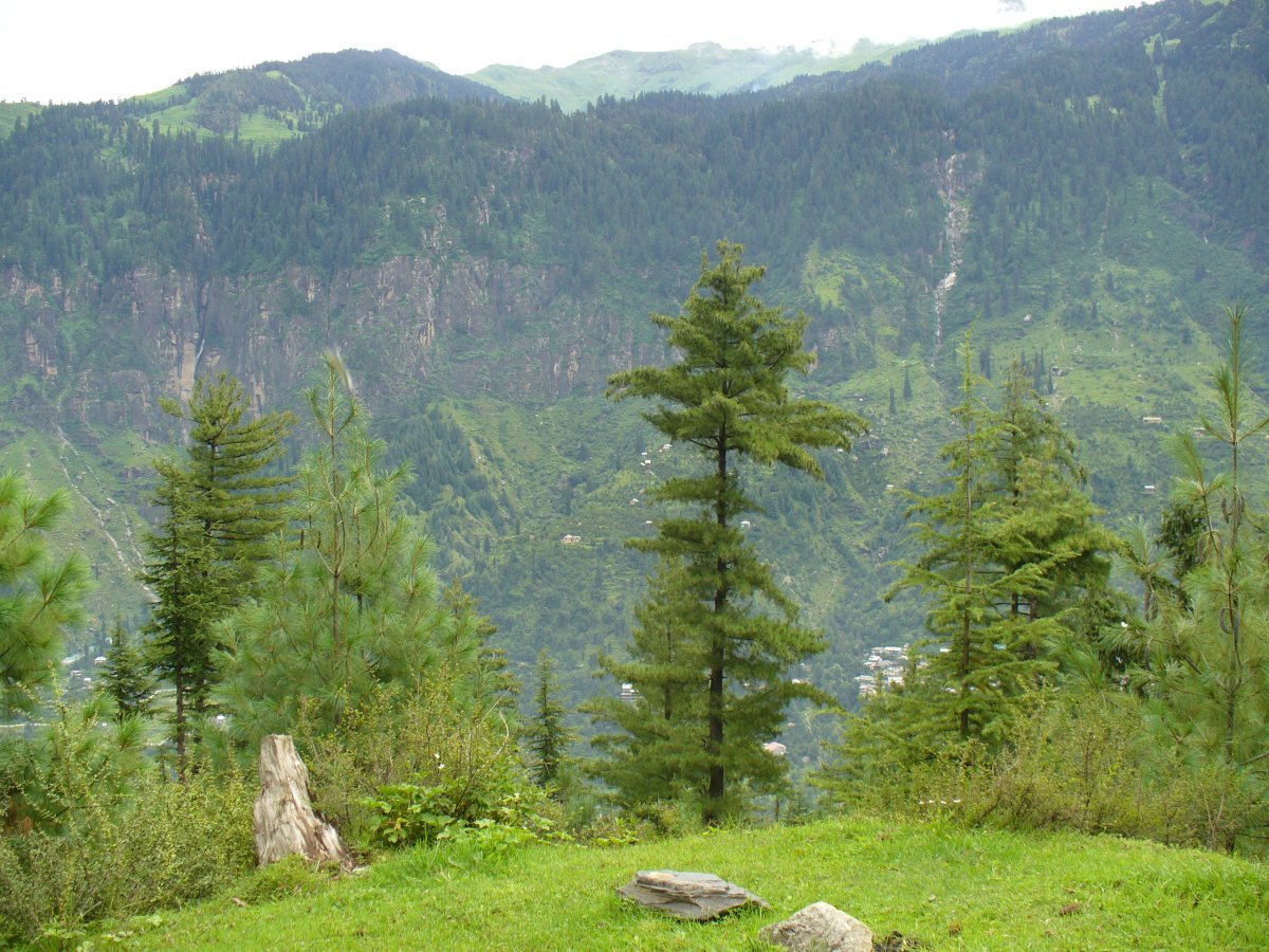 Сосна Гималайская. - фото 6