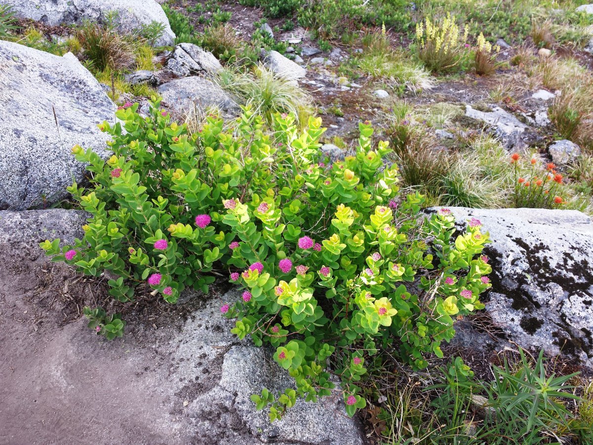 Спирея густоцветковая - фото 2