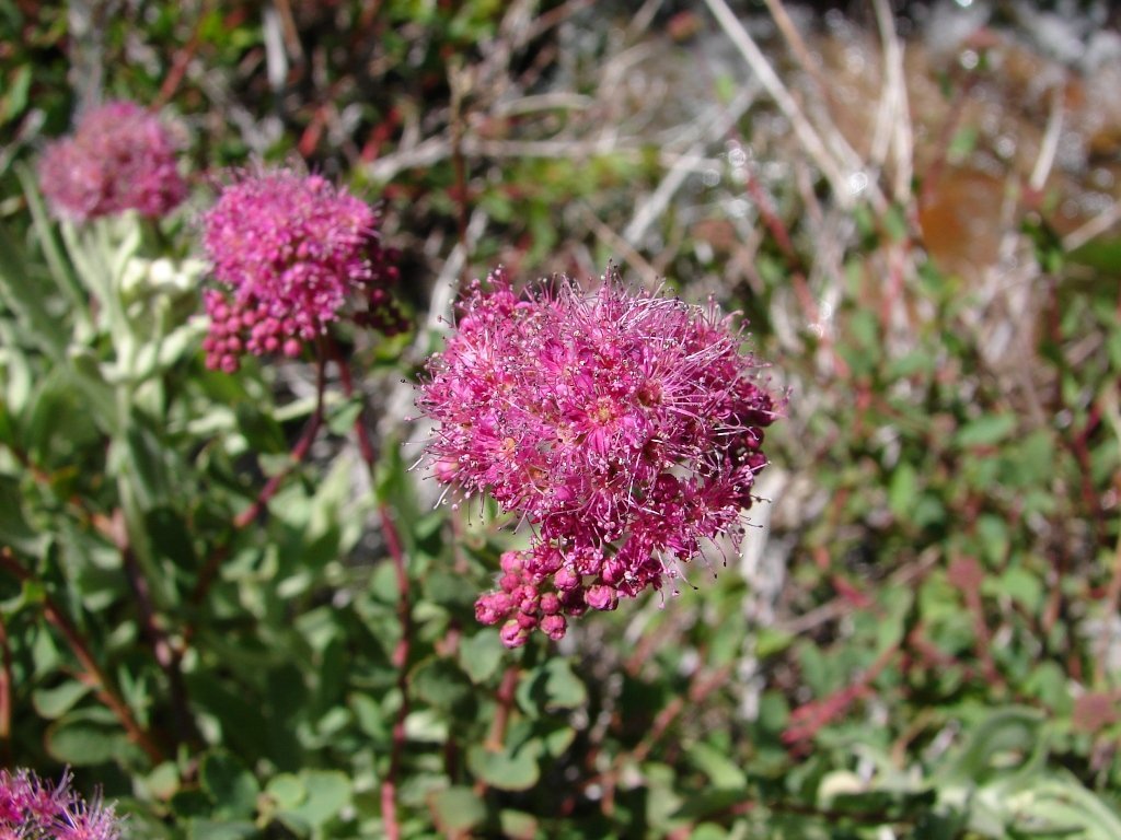 Спирея густоцветковая