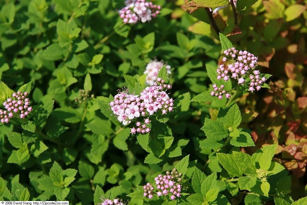 Спирея японская Джапаниз Дворф