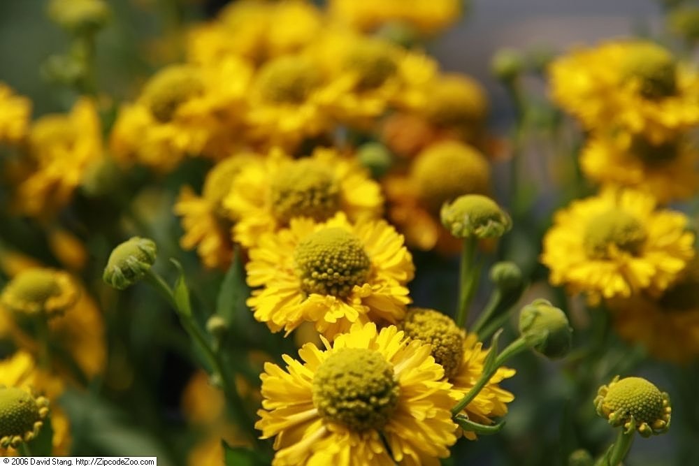 Гелениум Дабл Трабл - фото 2