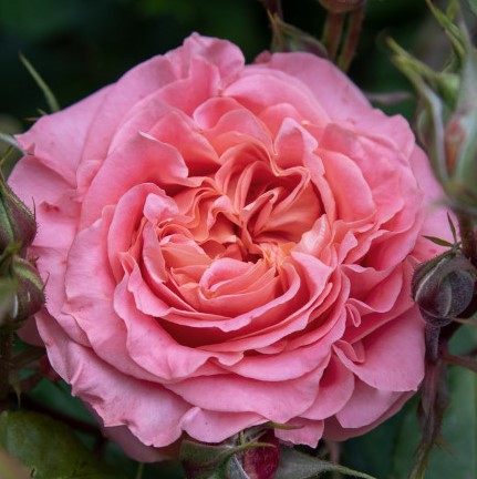 Роза флорибунда Вивьен Вествуд