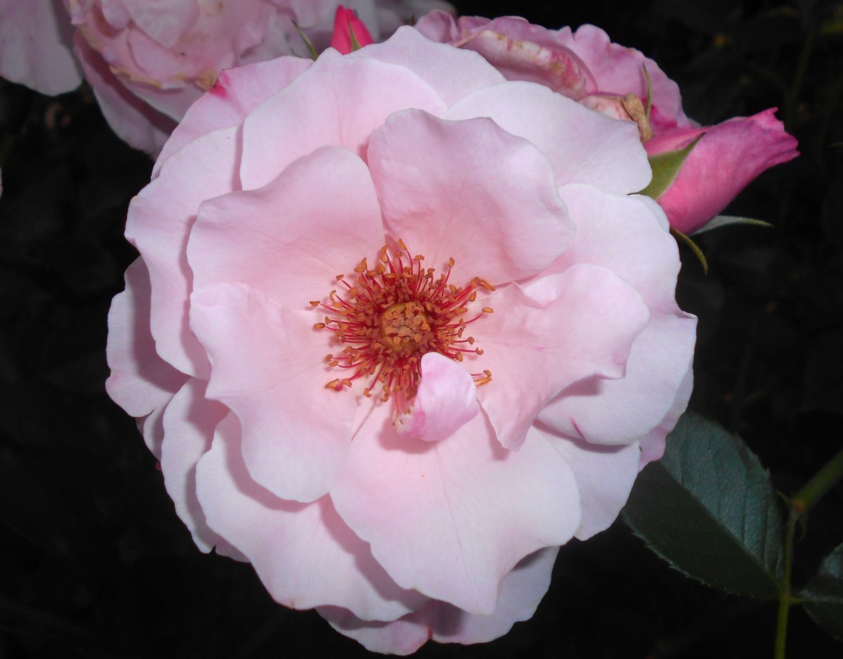 Роза флорибунда Гейша - фото 11