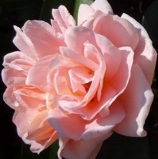 Роза флорибунда Гейша