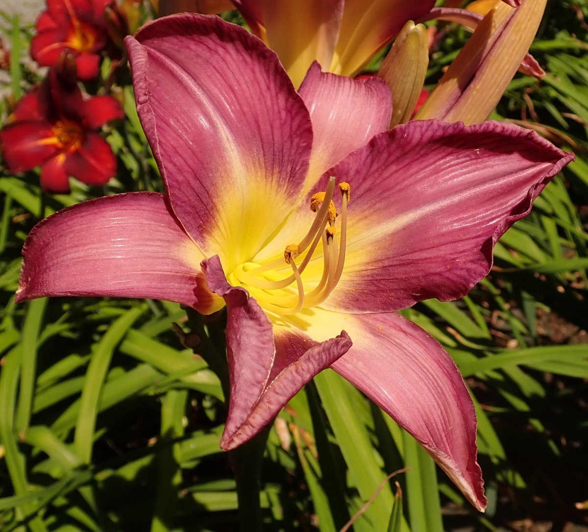 Лилейник Лавандер Дил - фото 2