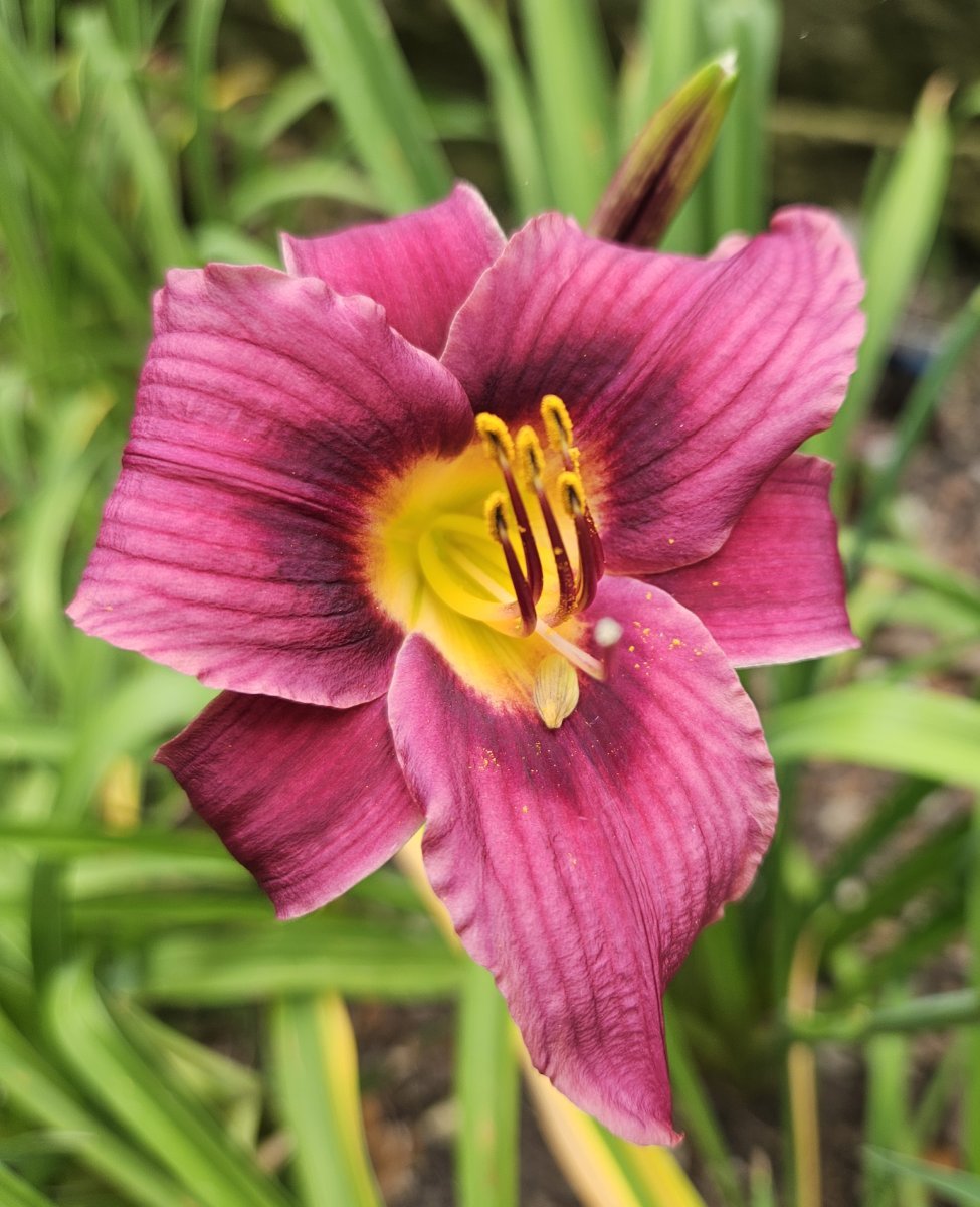 Лилейник Литл Грапет