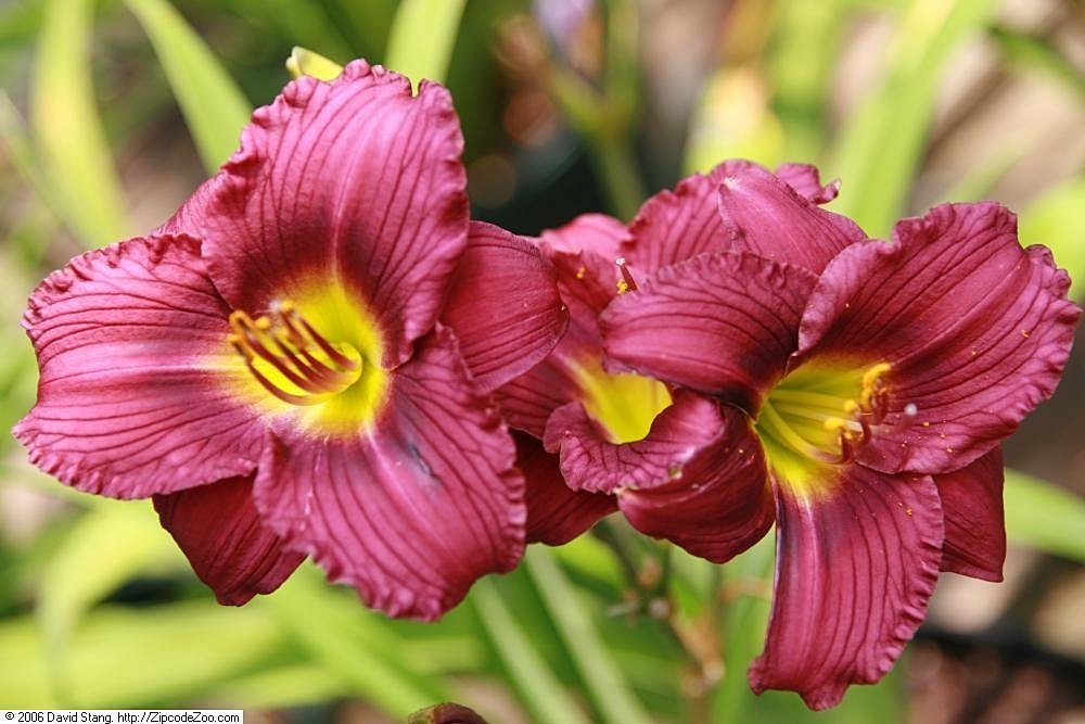 Лилейник Литл Грапет - фото 2