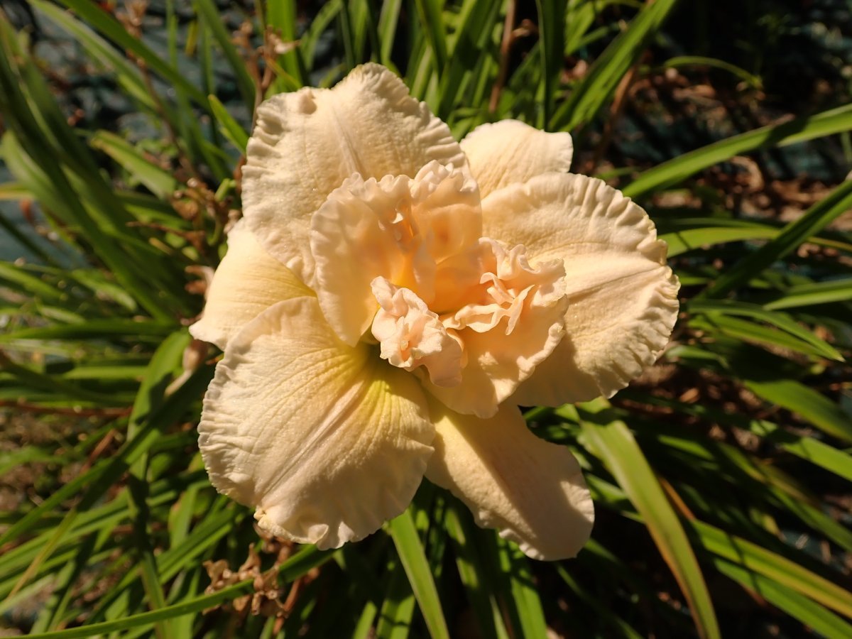 Лилейник Шникель Фриц